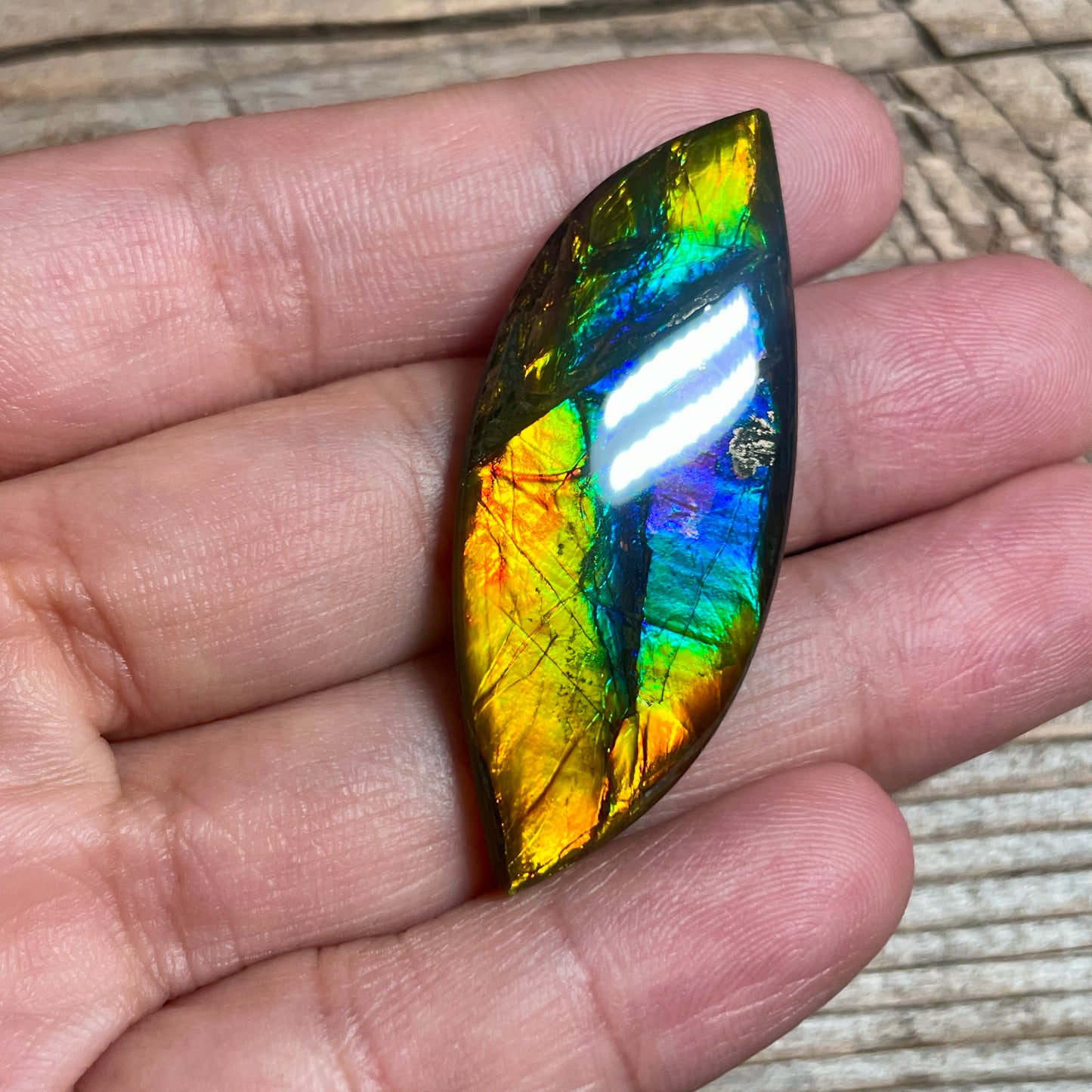 Rainbow Ammolite Gemstone, Freeform Cabochon, Canadian Ammonite Fossil