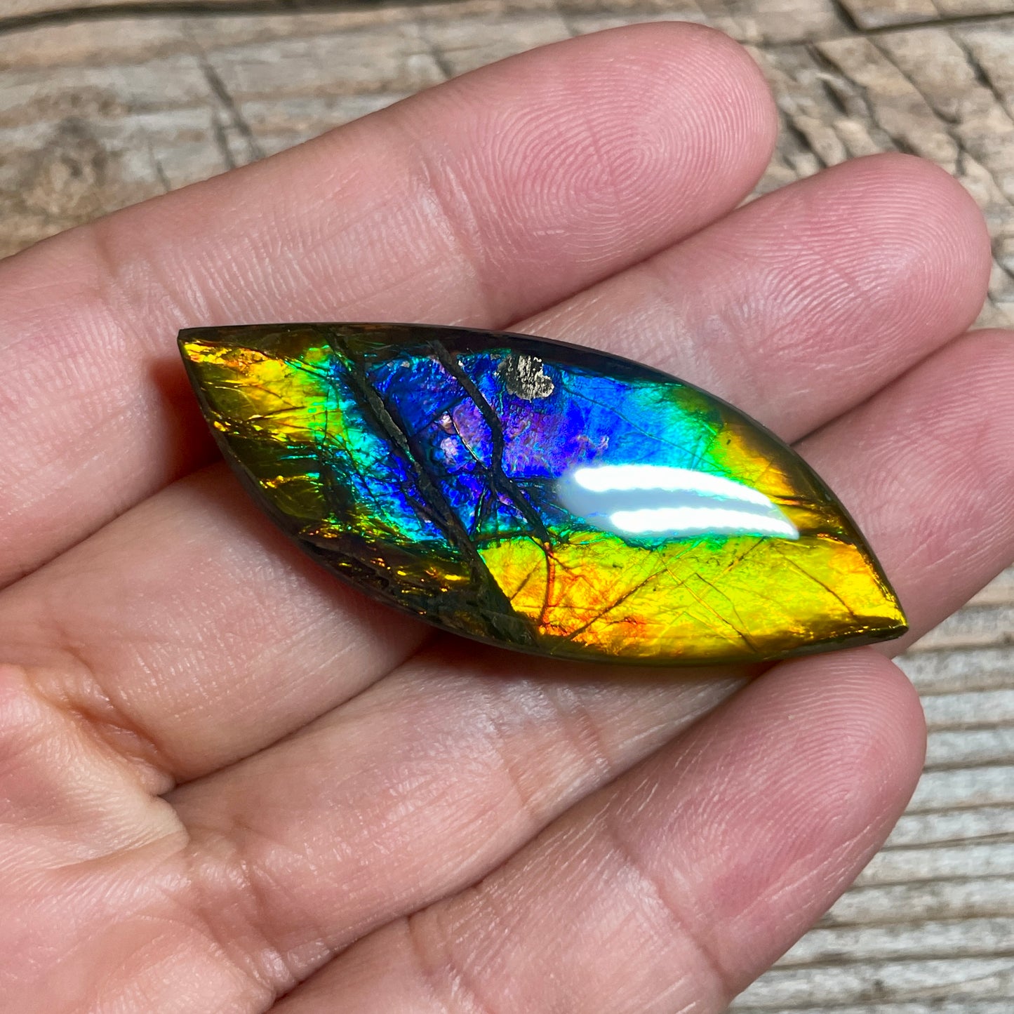 Rainbow Ammolite Gemstone, Freeform Cabochon, Canadian Ammonite Fossil