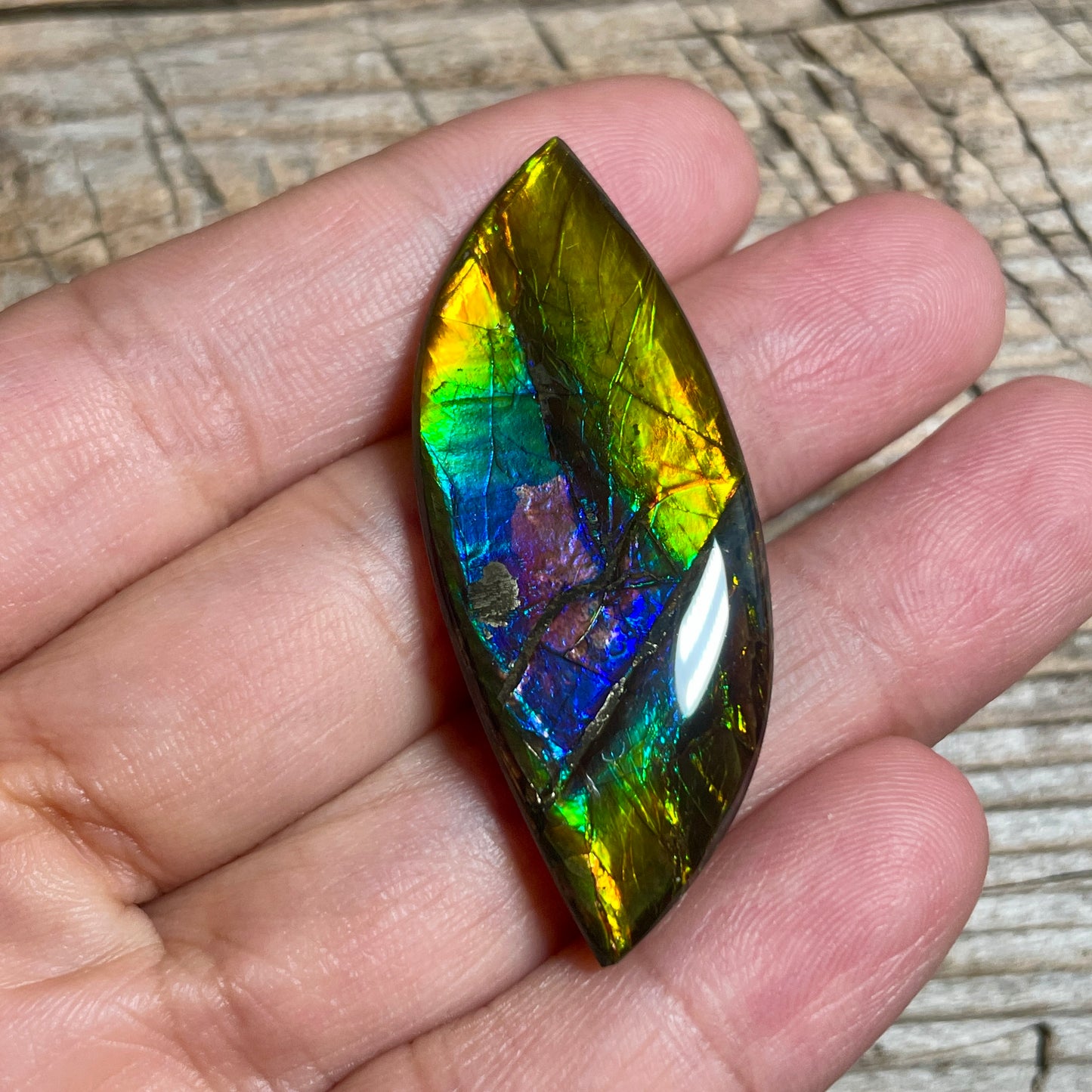 Rainbow Ammolite Gemstone, Freeform Cabochon, Canadian Ammonite Fossil