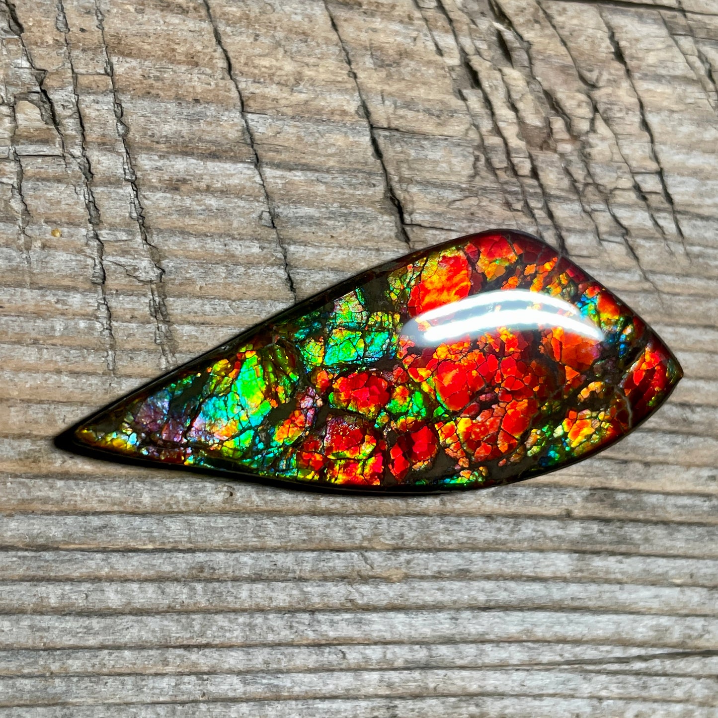 Bright Dragon Skin Ammolite Gemstone Cabochon Freeform Canadian Ammonite Fossil