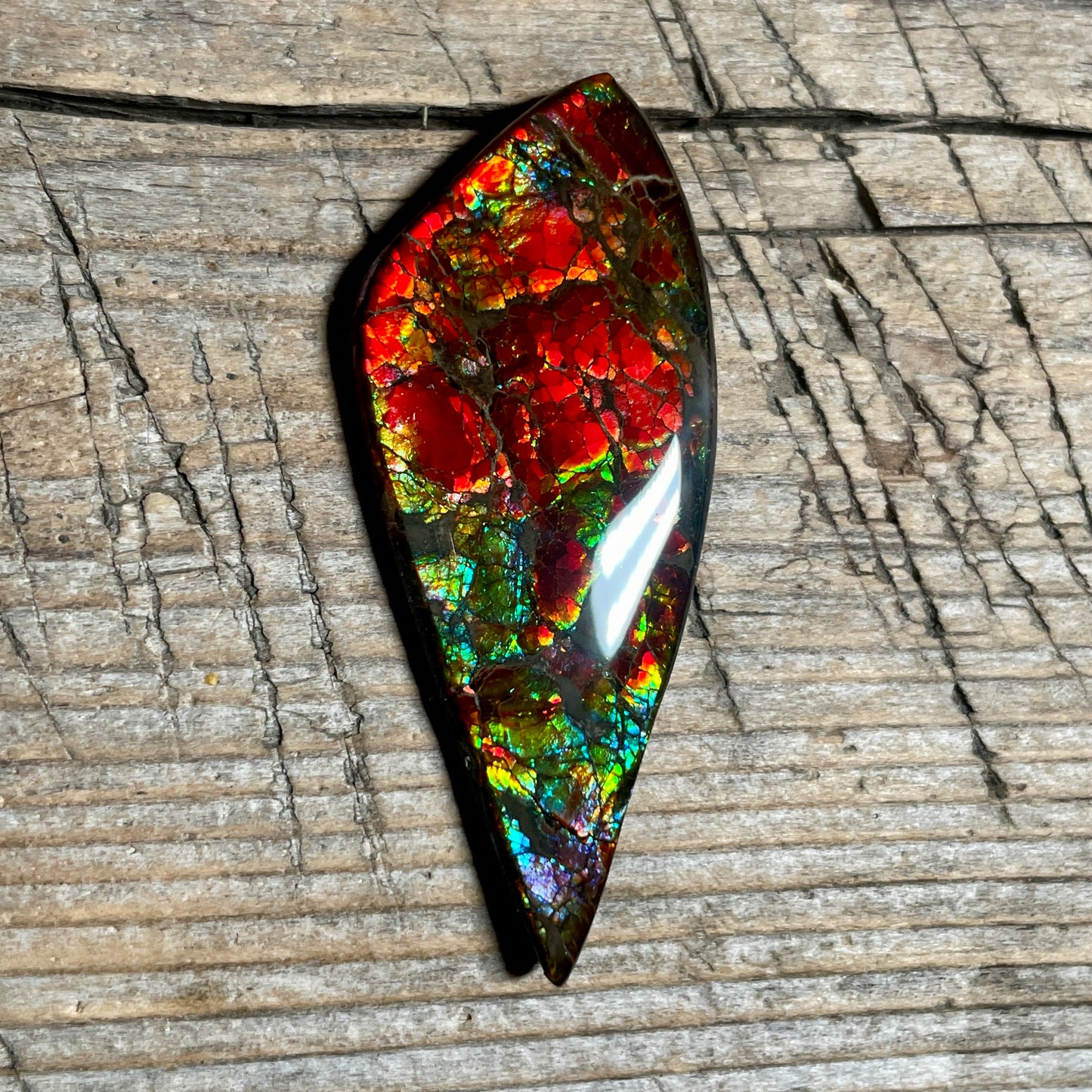 Bright Dragon Skin Ammolite Gemstone Cabochon Freeform Canadian Ammonite Fossil