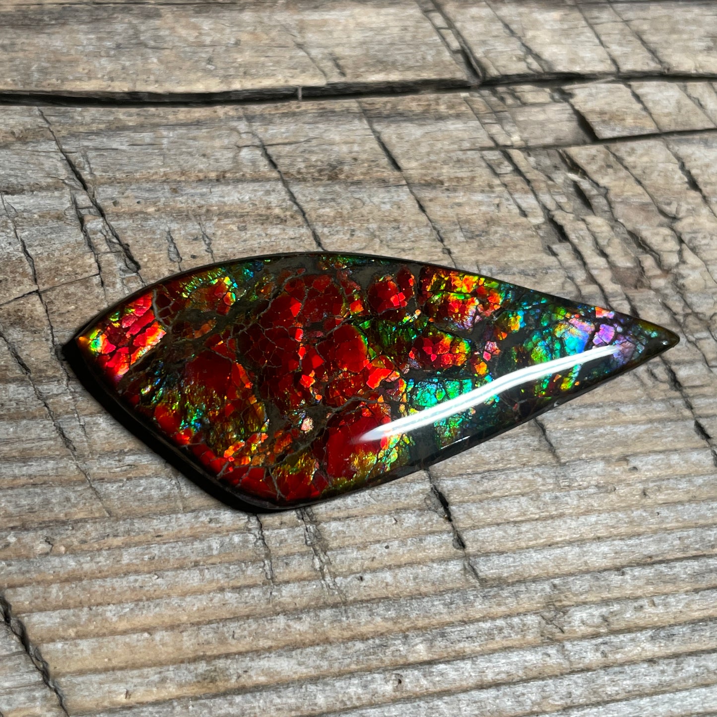 Bright Dragon Skin Ammolite Gemstone Cabochon Freeform Canadian Ammonite Fossil