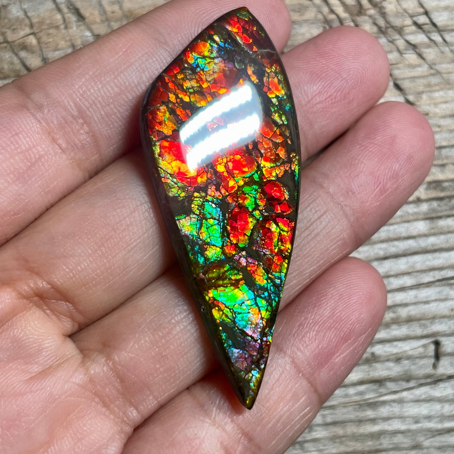 Bright Dragon Skin Ammolite Gemstone Cabochon Freeform Canadian Ammonite Fossil