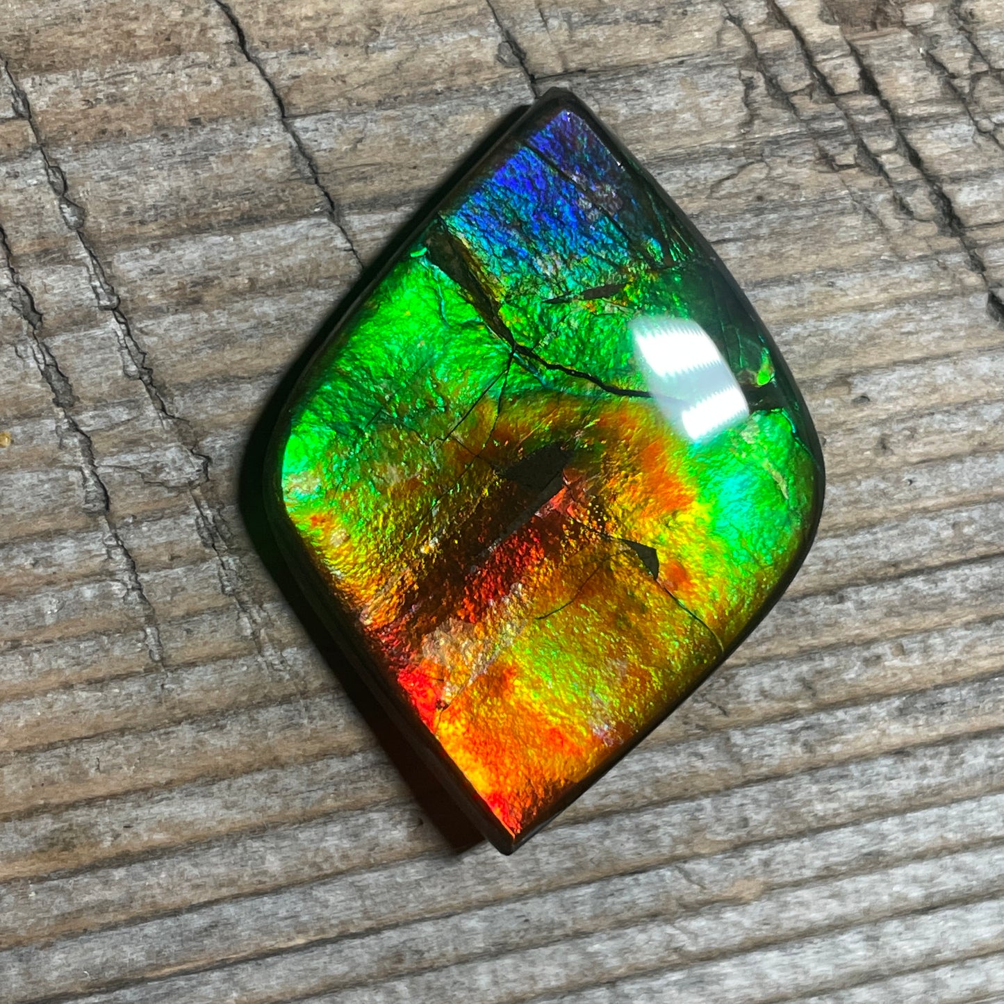 Rainbow Ammolite Gemstone, Freeform Cabochon, Canadian Ammonite Fossil