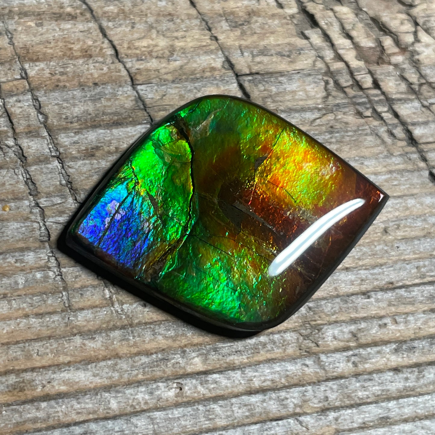 Rainbow Ammolite Gemstone, Freeform Cabochon, Canadian Ammonite Fossil