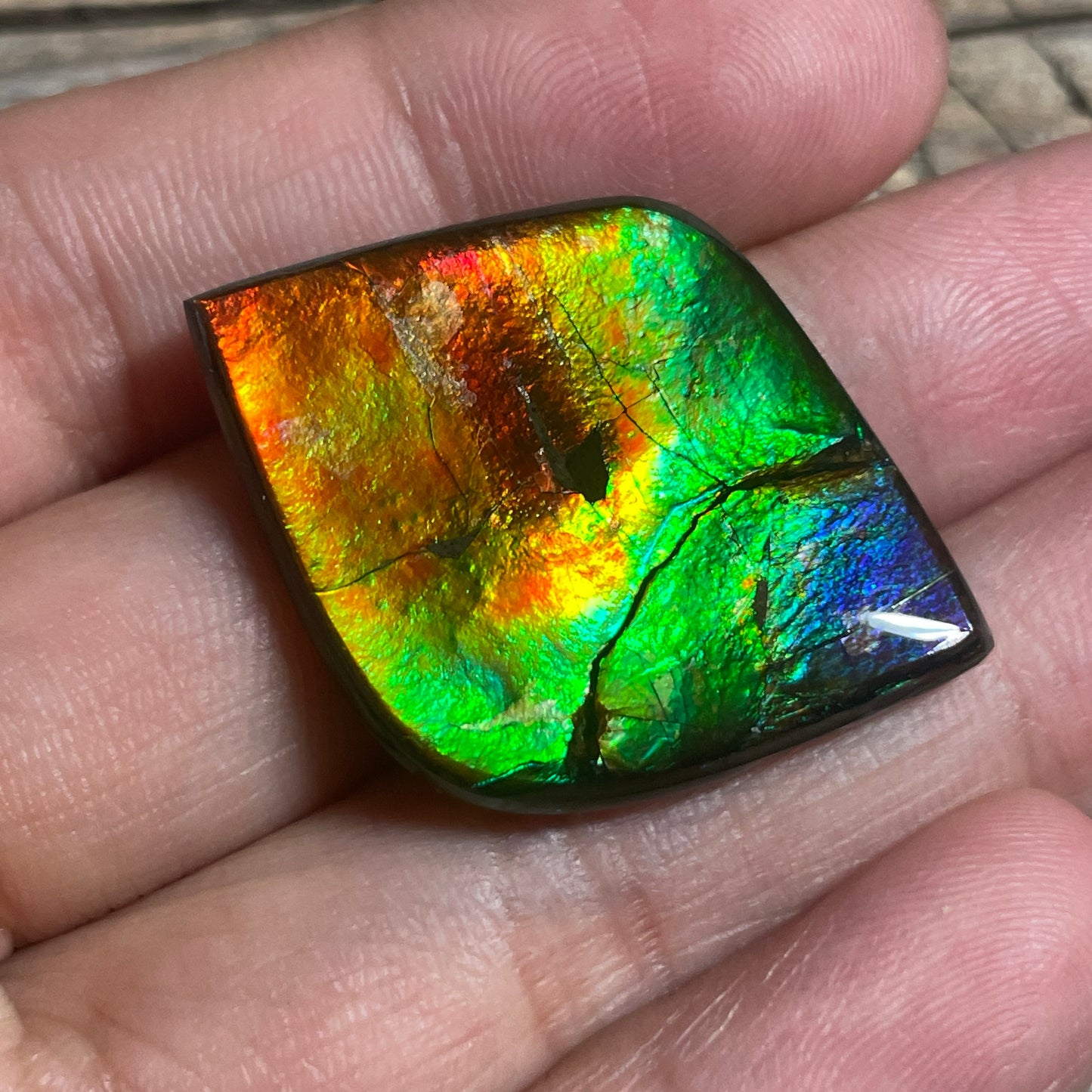 Rainbow Ammolite Gemstone, Freeform Cabochon, Canadian Ammonite Fossil