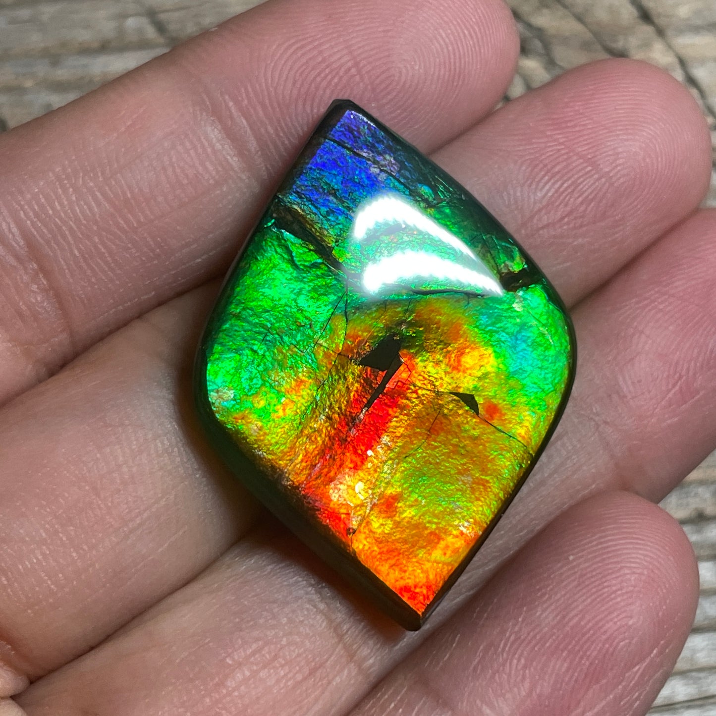 Rainbow Ammolite Gemstone, Freeform Cabochon, Canadian Ammonite Fossil