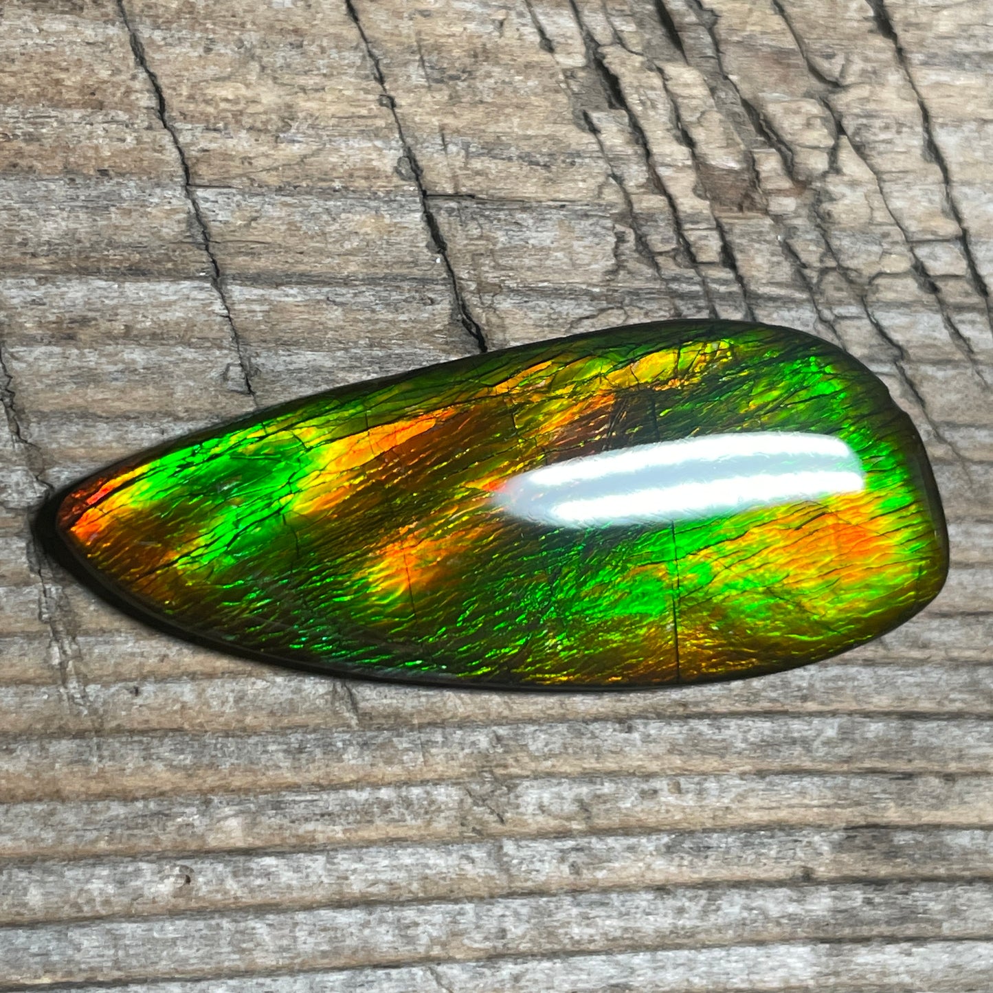 Bright Ammolite Cabochon, Genuine Canadian Ammonite Fossil Jewelry