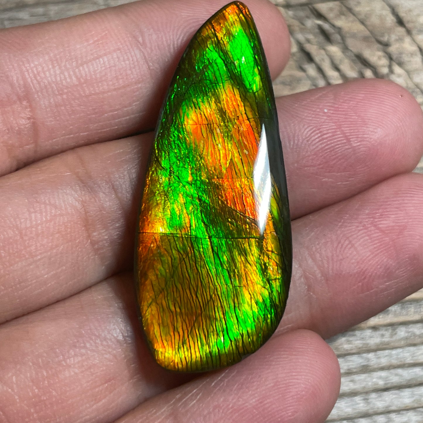 Bright Ammolite Cabochon, Genuine Canadian Ammonite Fossil Jewelry