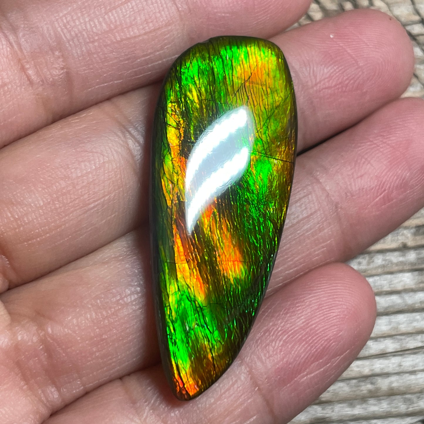 Bright Ammolite Cabochon, Genuine Canadian Ammonite Fossil Jewelry