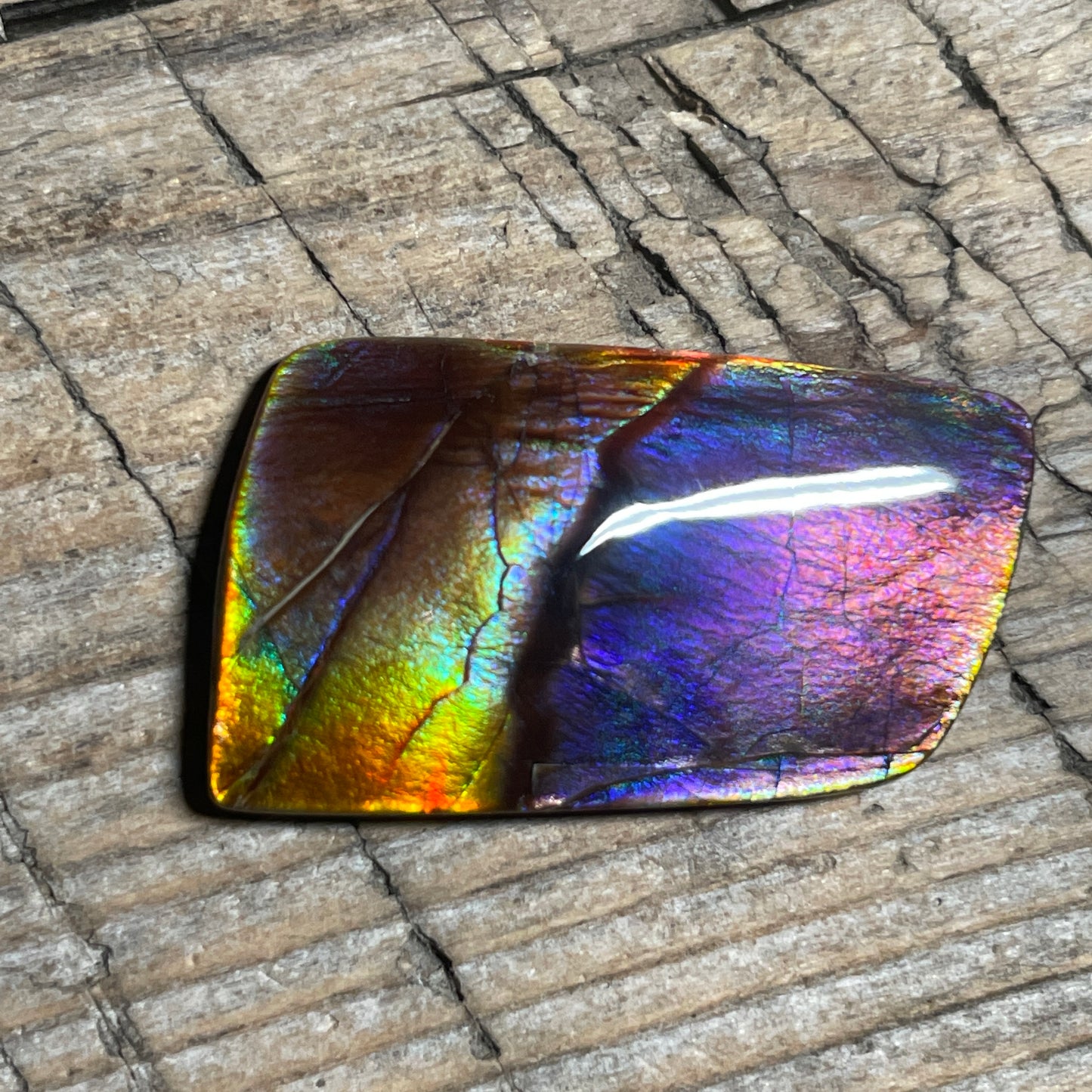 Collector's Special! Rare Pink Polished Ammolite Freeform Cabochon, Genuine Alberta Ammonite Gemstone