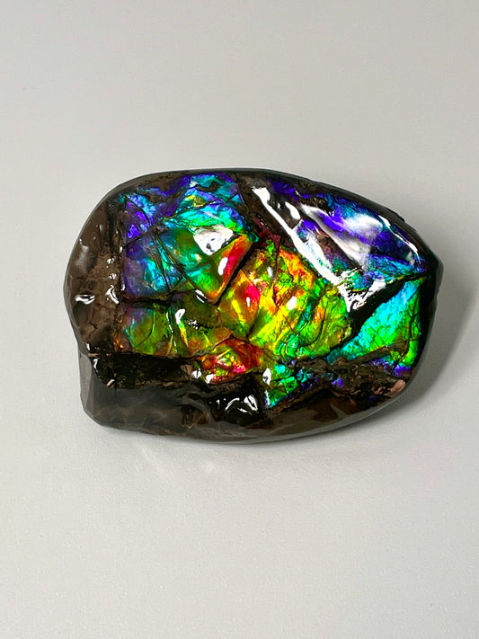Ammolite Display Small, Natural Rainbow Colours