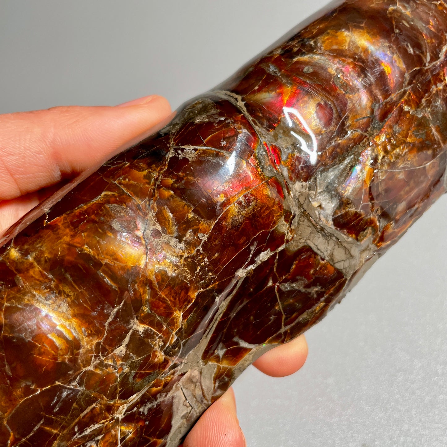 Colourful Rainbow Baculite Display Specimen Fossil TSD#1078