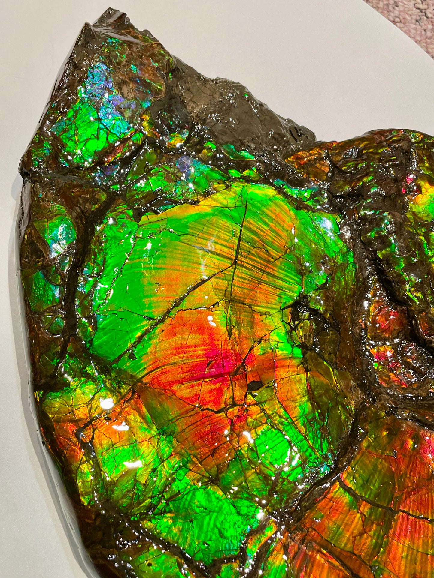 Large Complete Ammonite Fossil Alberta Canada TSW6614