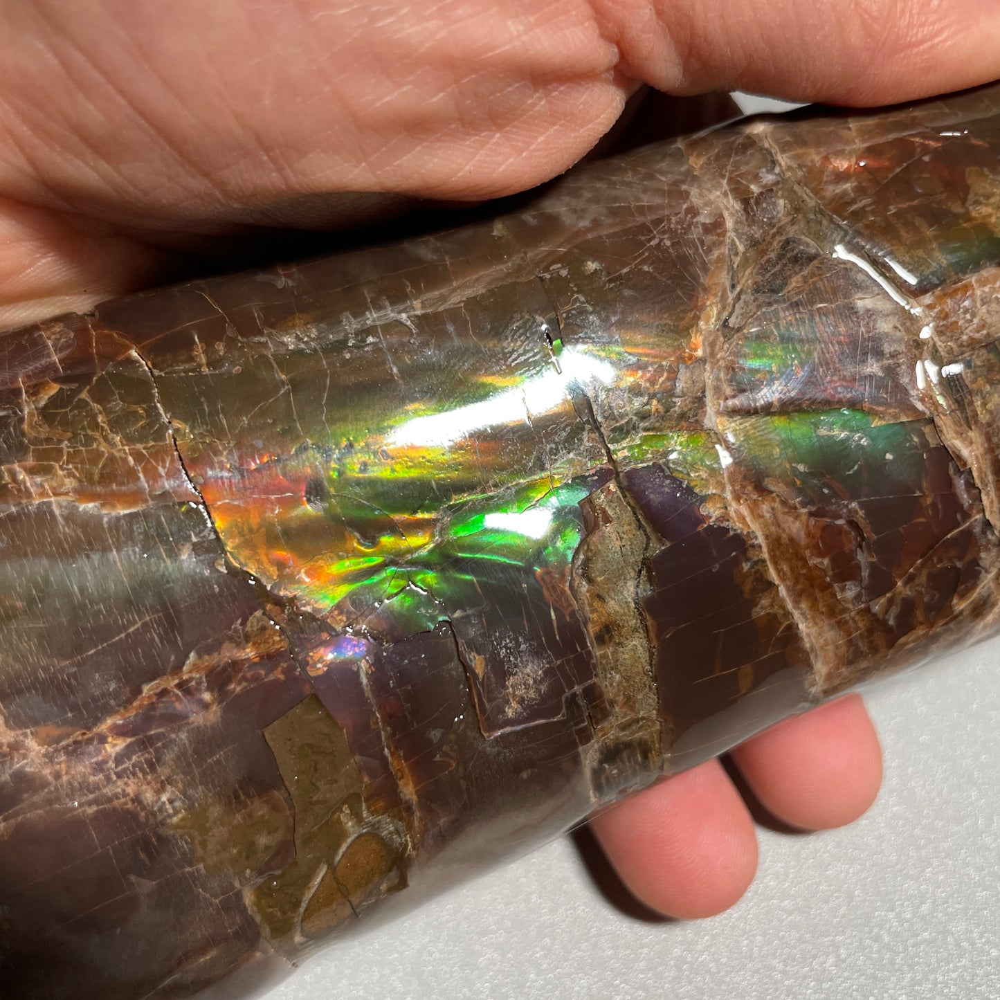 Large Colourful Baculite Display Specimen Fossil TSD#1077