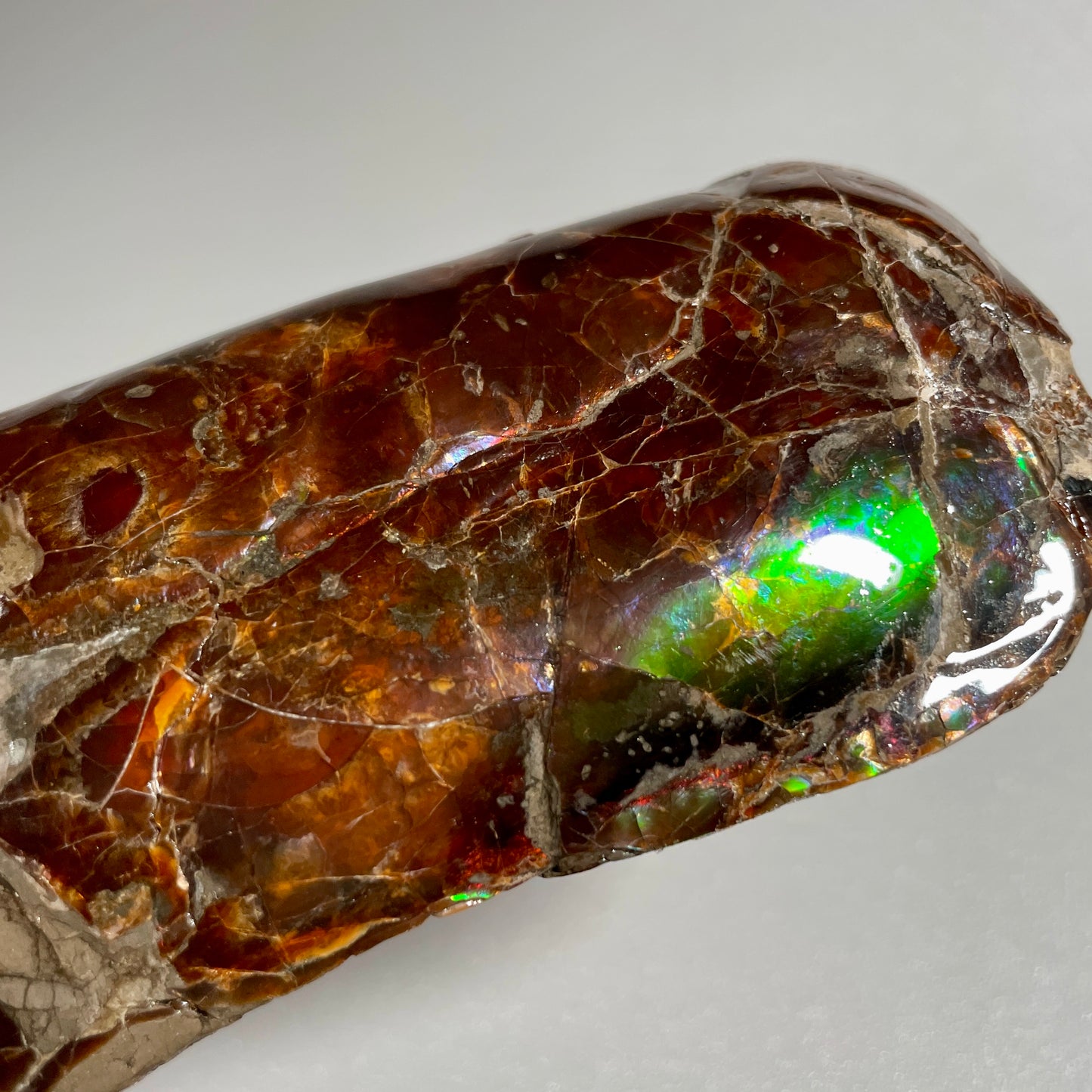 Colourful Rainbow Baculite Display Specimen Fossil TSD#1078