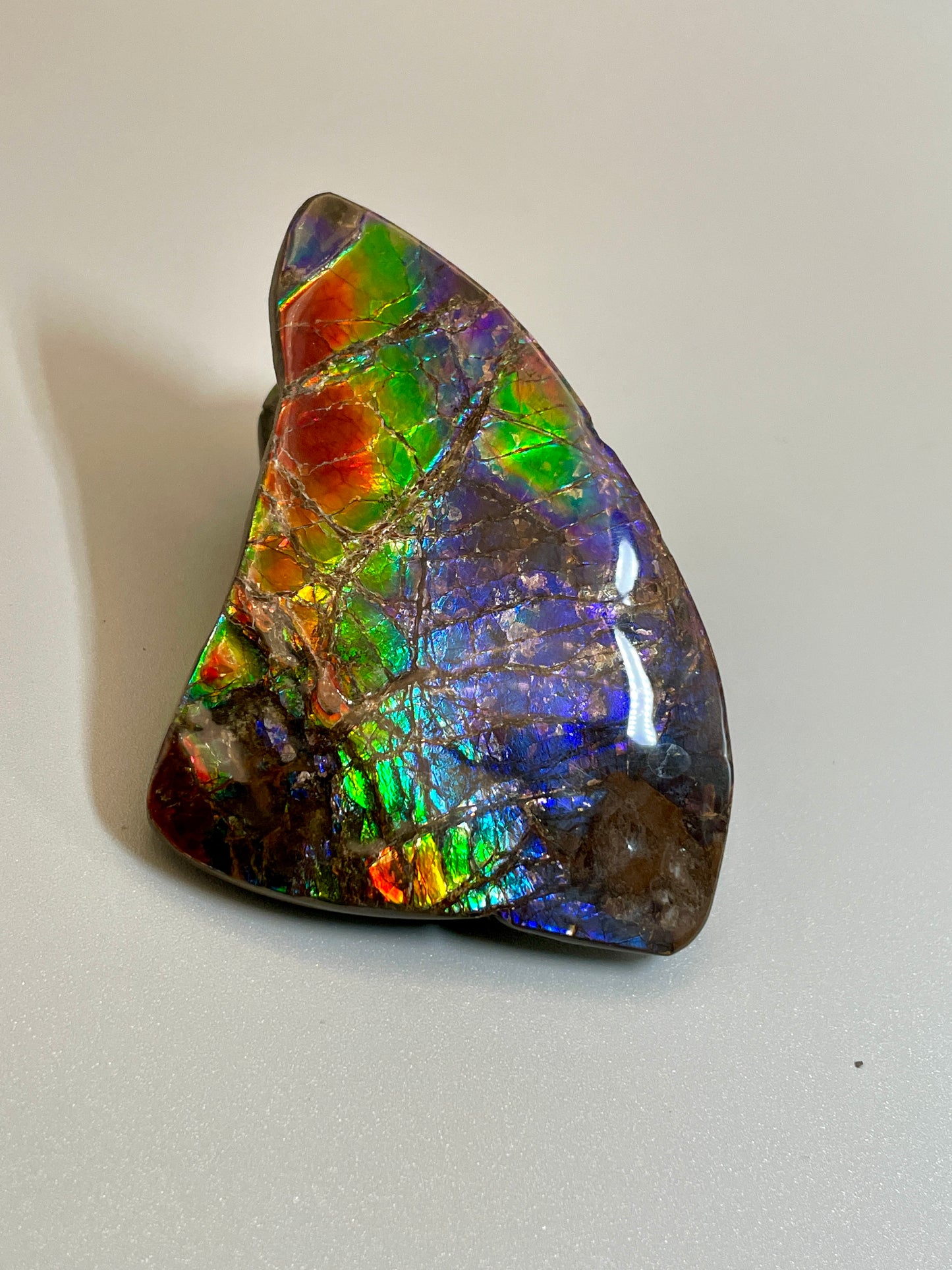 Ammolite Display Rainbow Small  TD1010