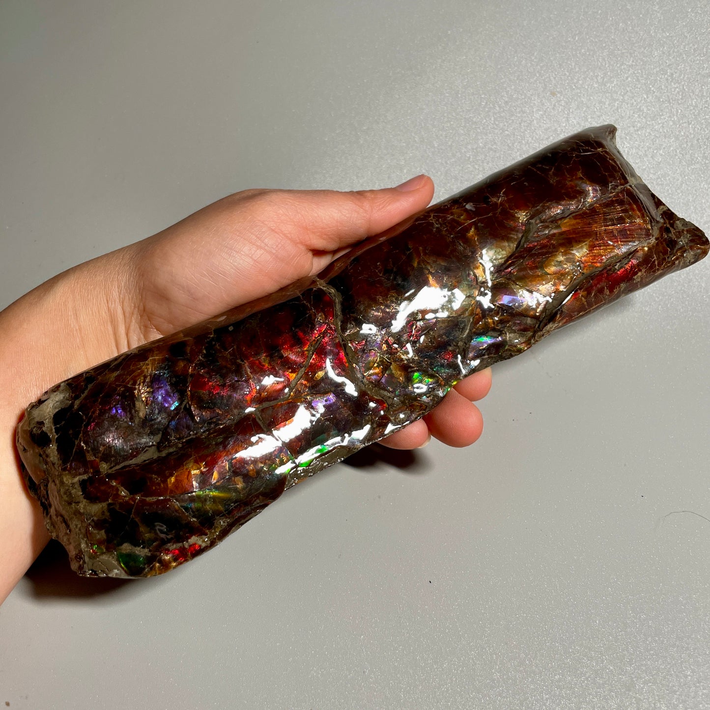Colourful Rainbow Baculite Display Specimen Fossil TSD#1078