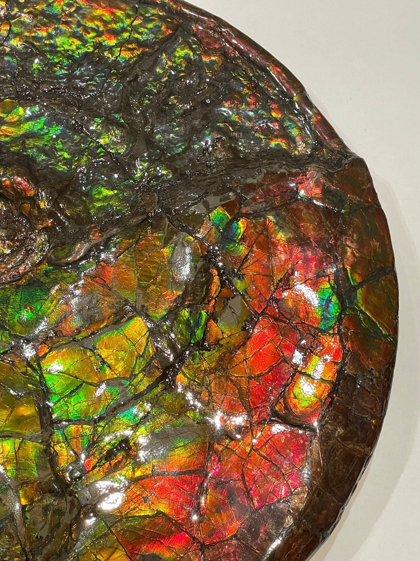 Complete whole Ammonite Fossil TSW6617