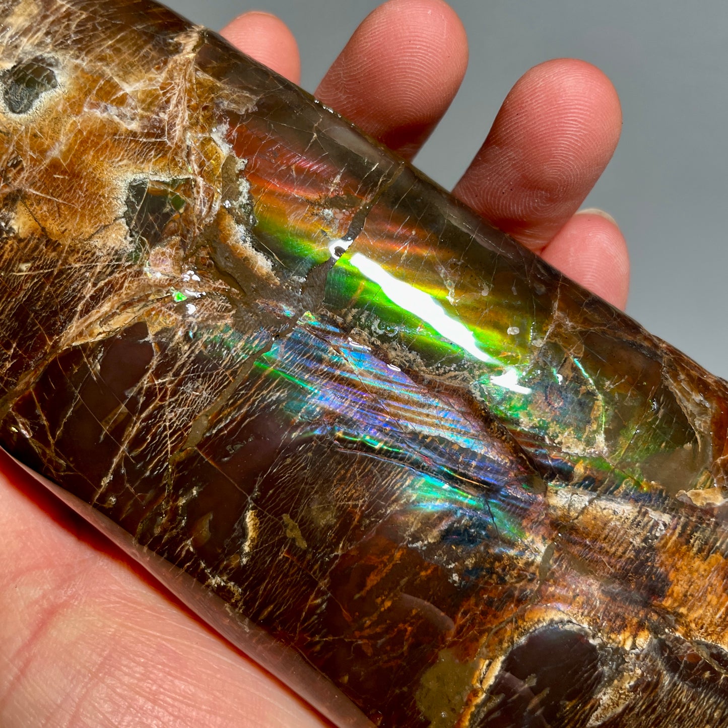 Large Colourful Baculite Display Specimen Fossil TSD#1077