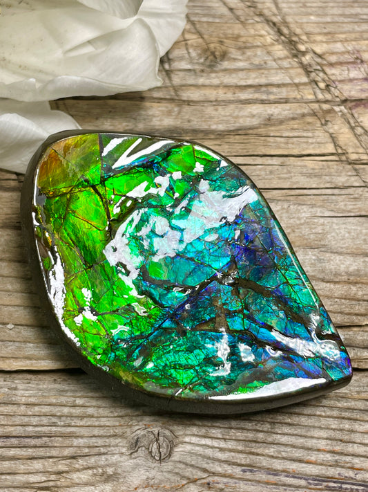 Treasure Bowl Ammolite Display Specimen Canadian Ammonite Fossil TD1004