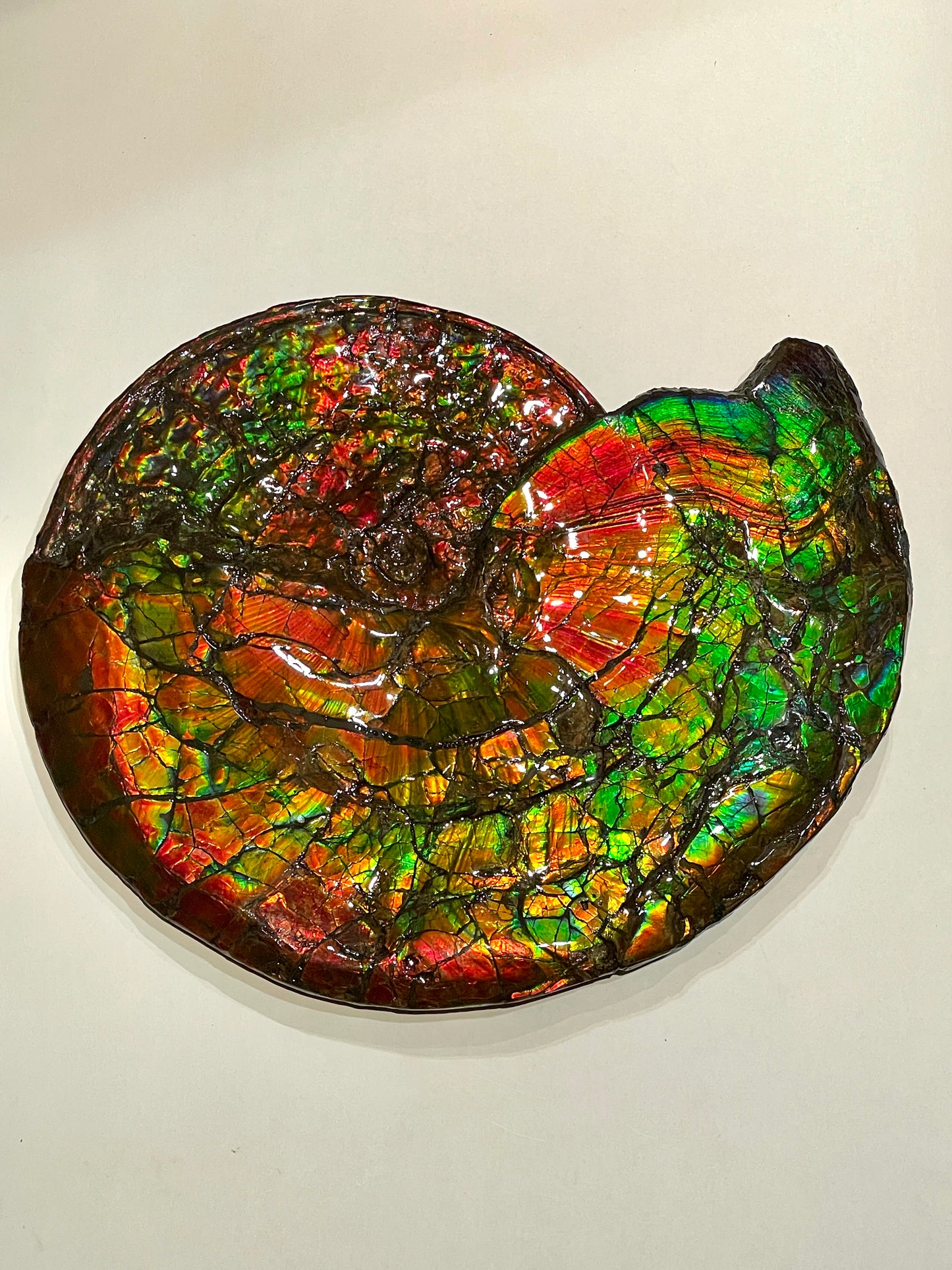 Complete whole Ammonite Fossil TSW6617
