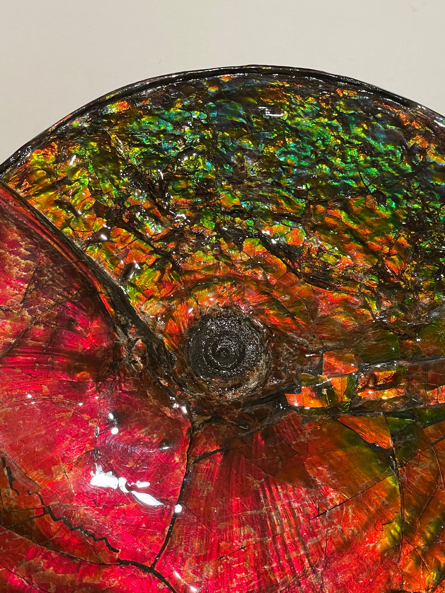 Large Whole Ammonite Fossil Canada Alberta TSW6616