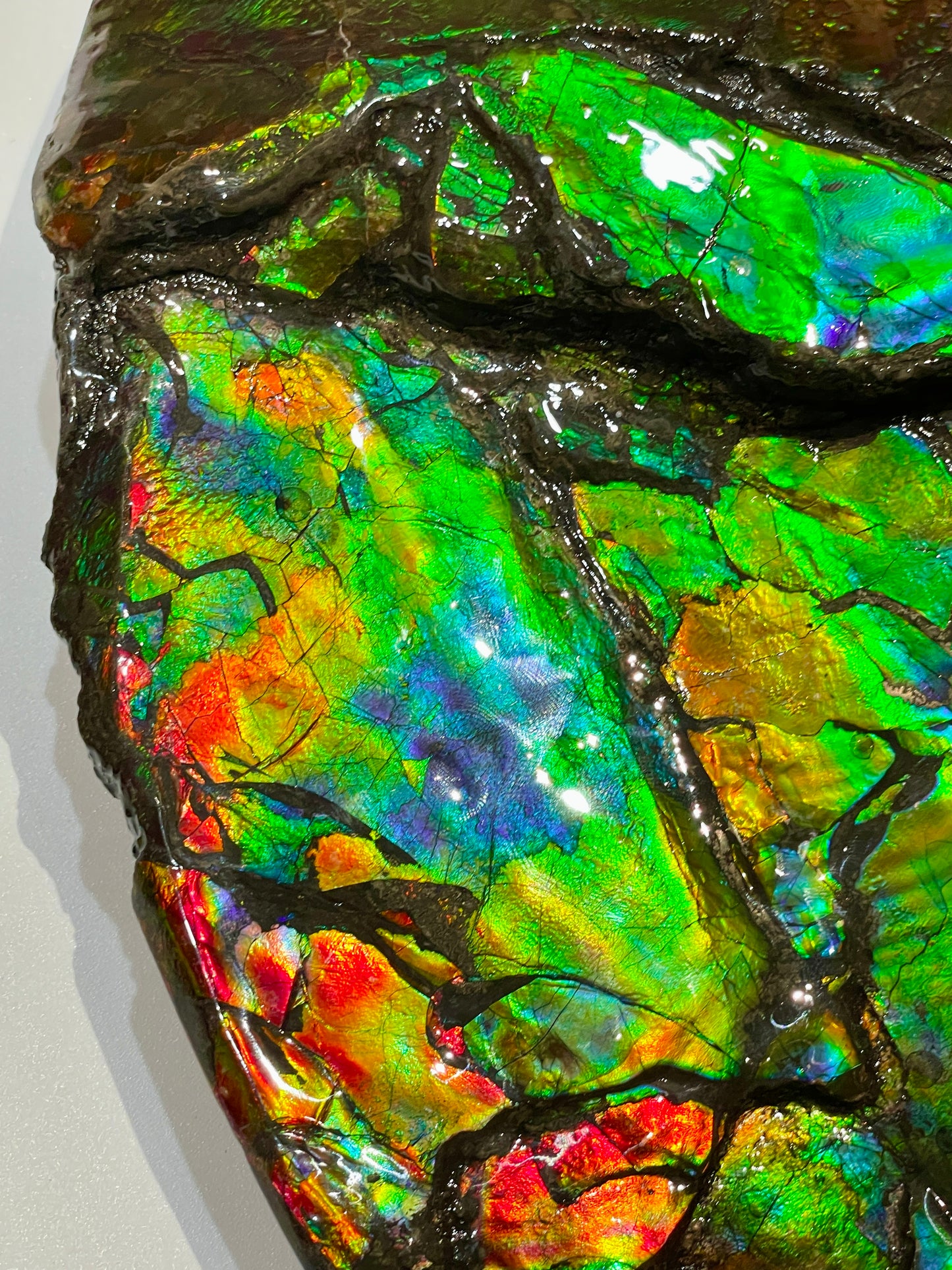 Large Complete Ammonite Fossil Alberta Canada TSW6614