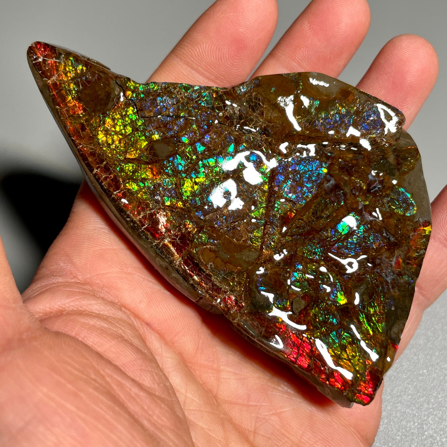 Multicoloured Ammolite Display Specimen Dragon SkinAmmonite Fossil TSD#1070