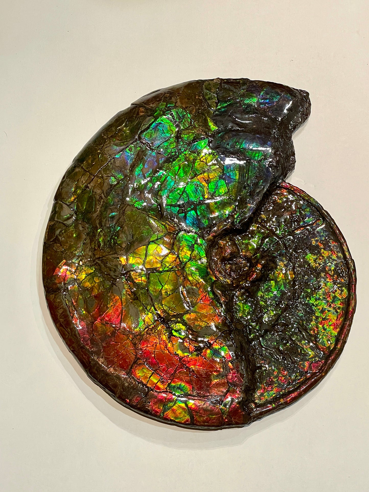 Complete whole Ammonite Fossil TSW6617