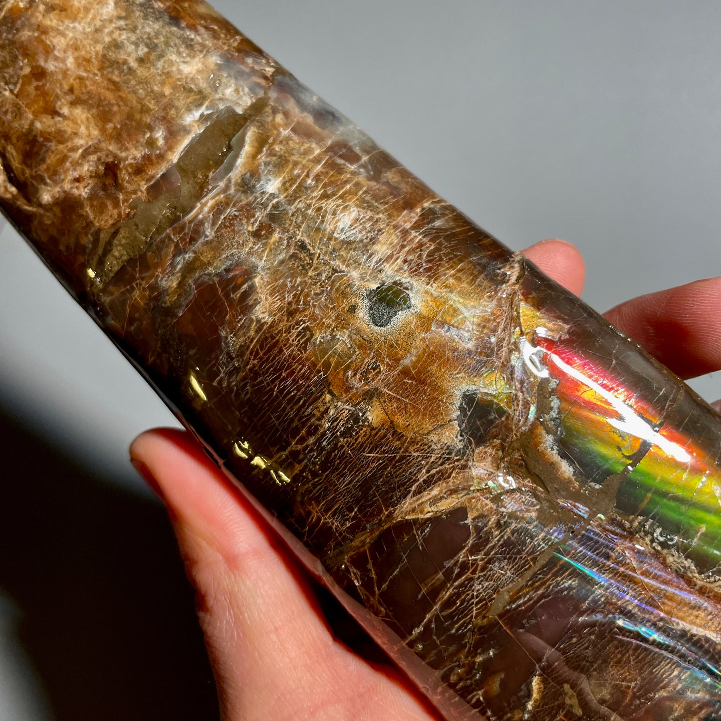 Large Colourful Baculite Display Specimen Fossil TSD#1077