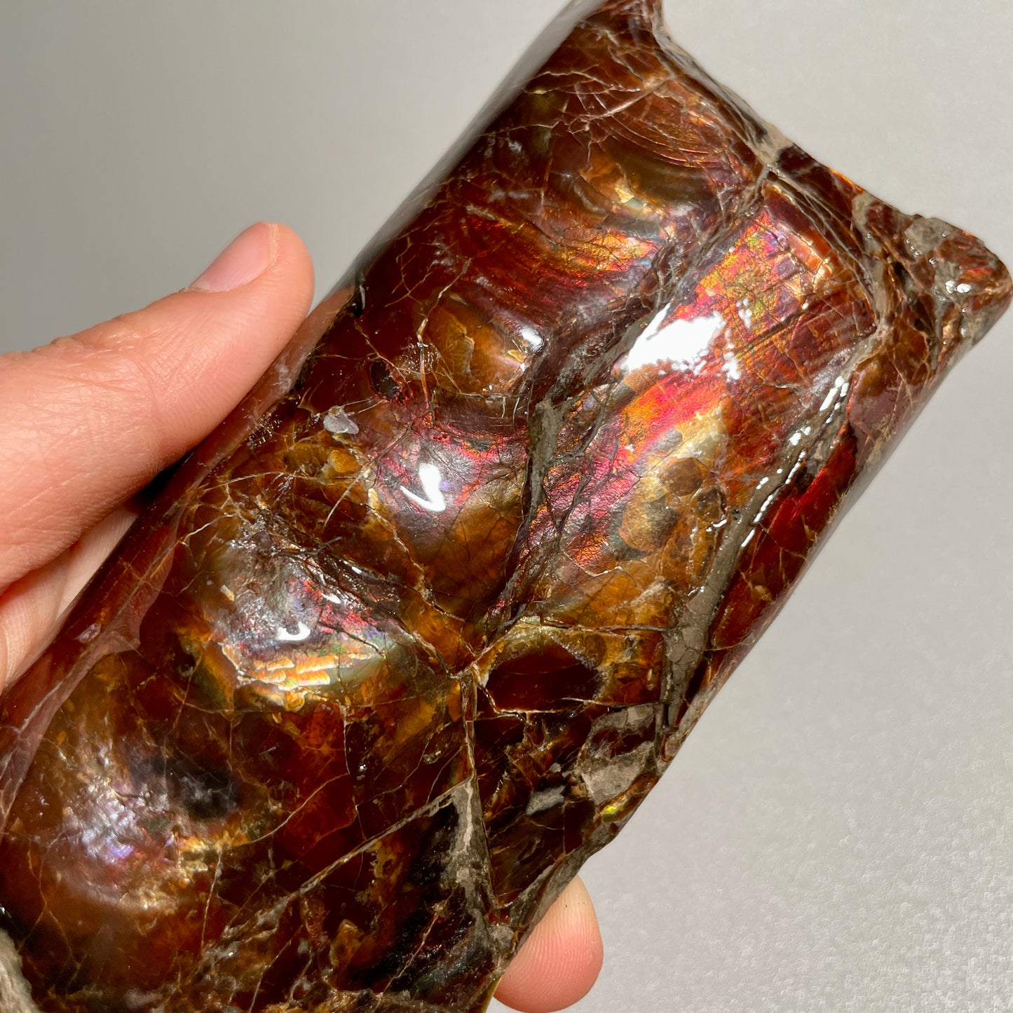 Colourful Rainbow Baculite Display Specimen Fossil TSD#1078