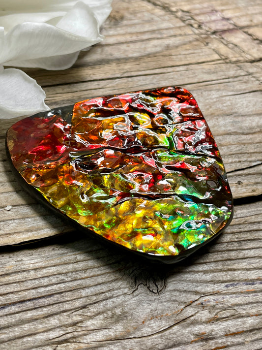 Small Ammolite Display Hand Specimen Red Gold Green TD1006