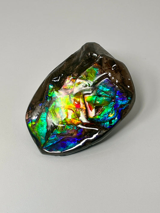 Ammolite Display Small, Natural Rainbow Colours