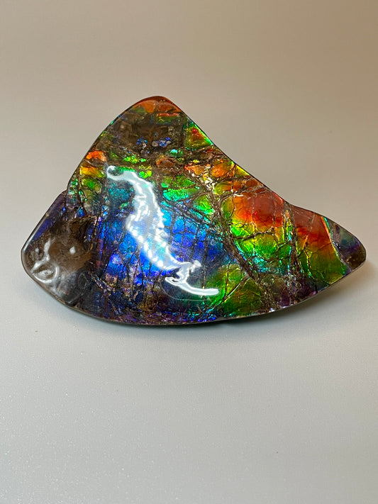 Ammolite Display Rainbow Small  TD1010