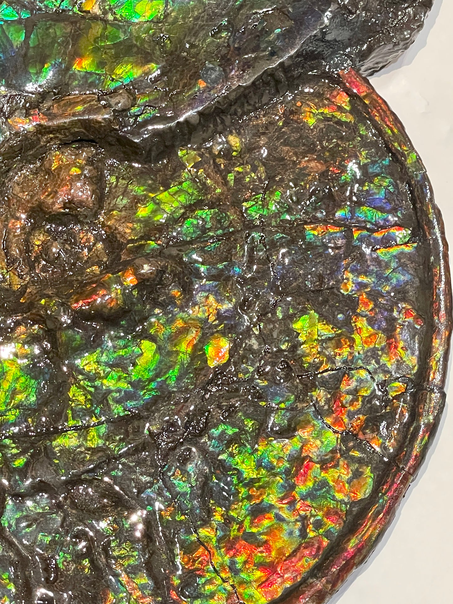 Complete whole Ammonite Fossil TSW6617
