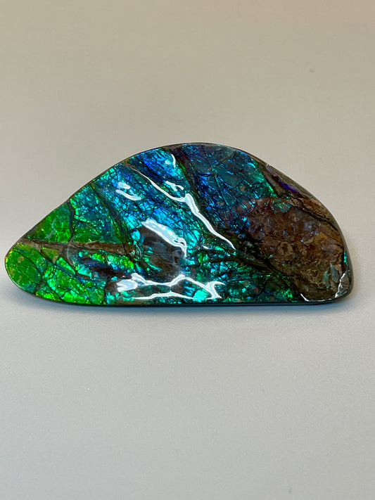 Ammolite Display Specimen Dragon Skin Blue Green Ammonite Fossil TSD#1018