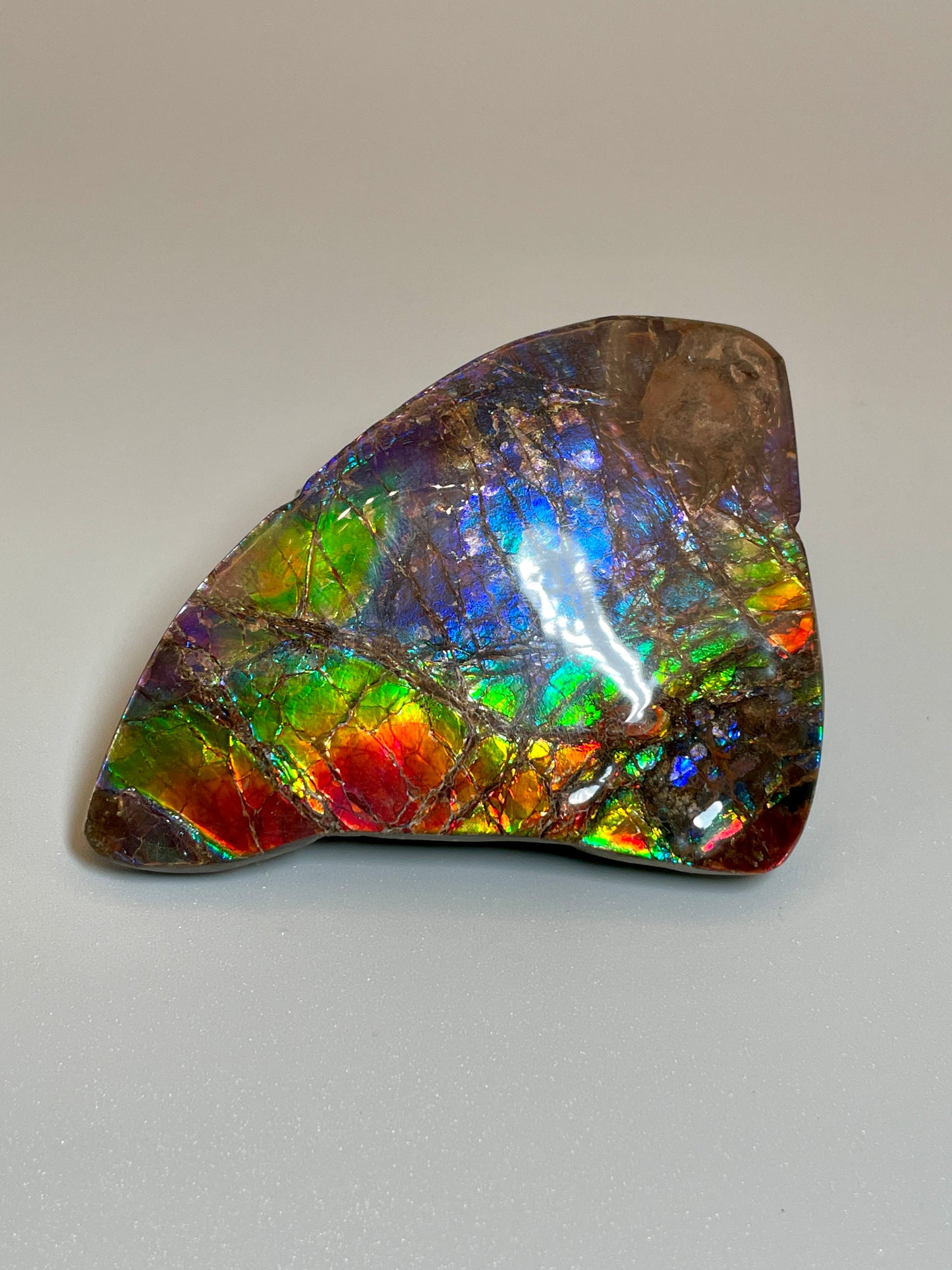 Ammolite Display Rainbow Small  TD1010