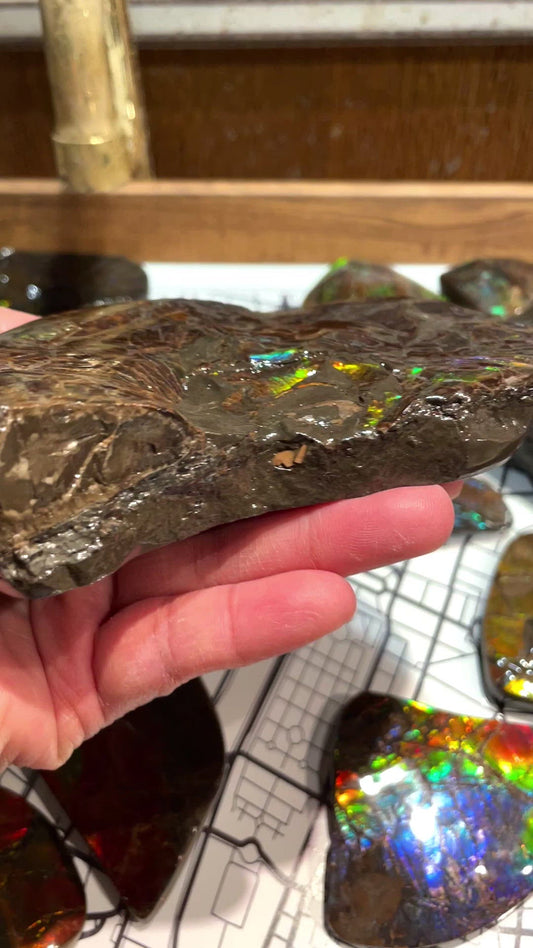 Ammolite Display Dragon Balls Multicoloured Natural Canadian Ammonite Fossil