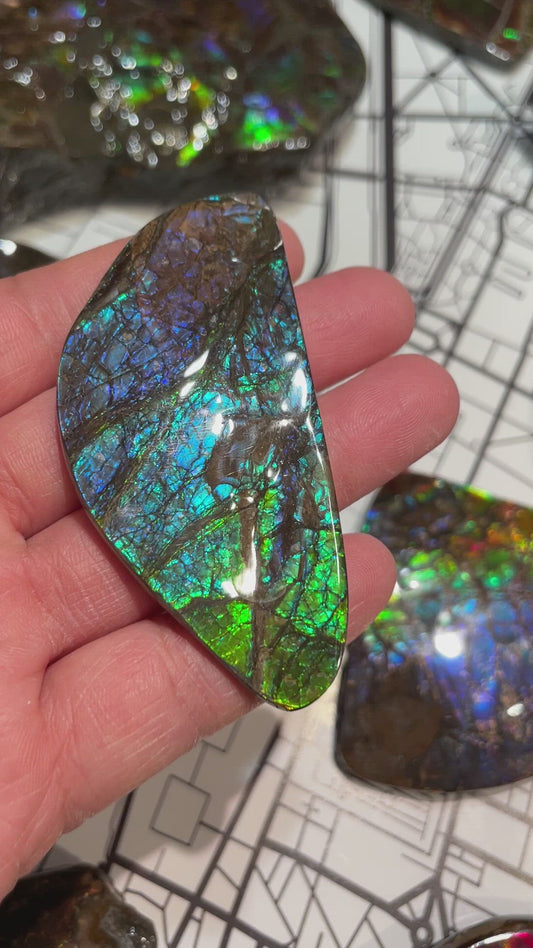 Ammolite Display Specimen Dragon Skin Blue Green Ammonite Fossil TSD#1018