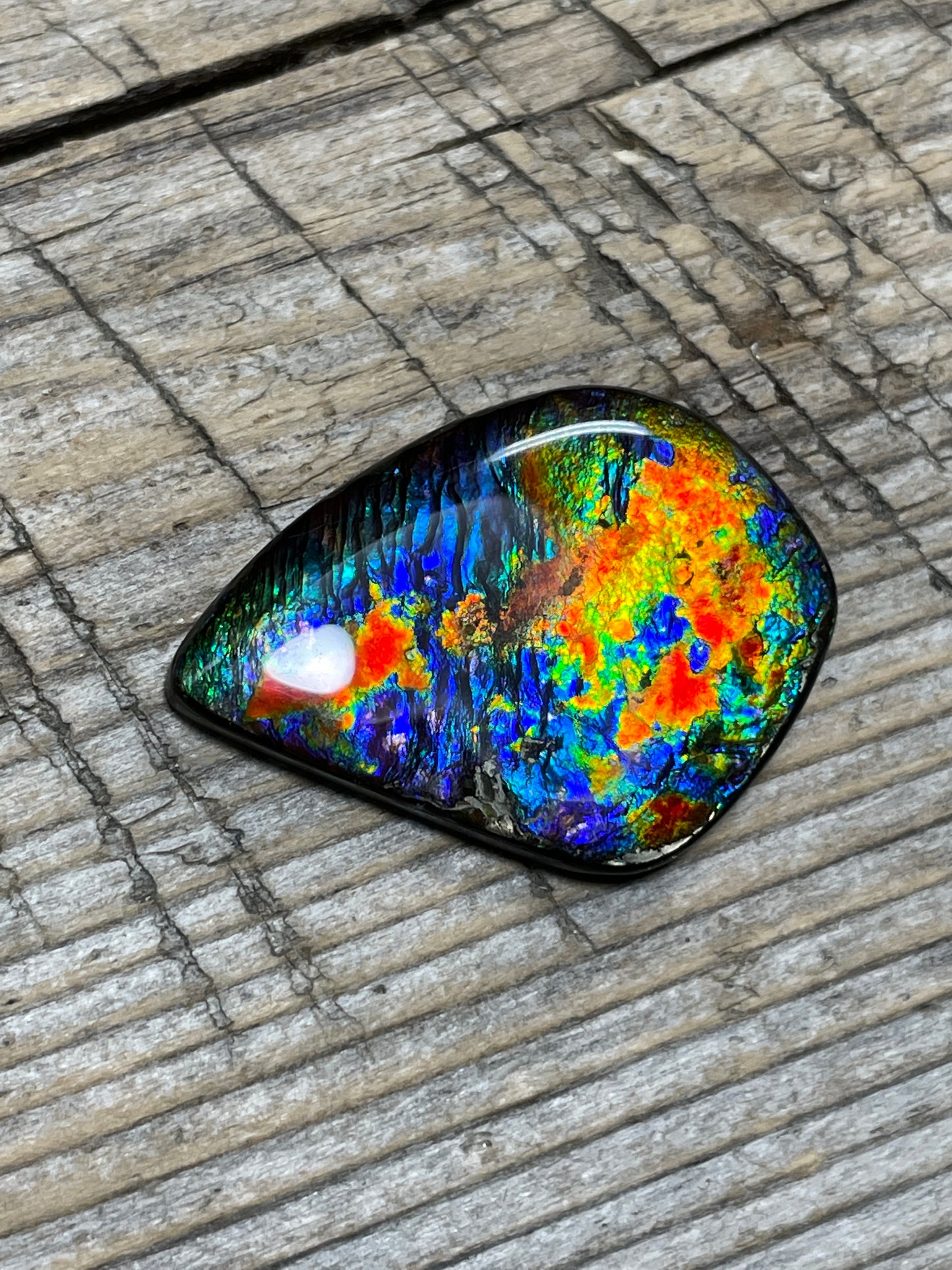 Rare Floral Ammolite Gemstone Natural Freeform TSA1011  AAA